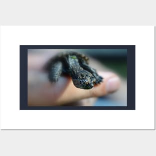 Baby Snapping Turtle Posters and Art